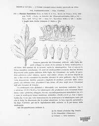 Puccinia crysanthemicola image